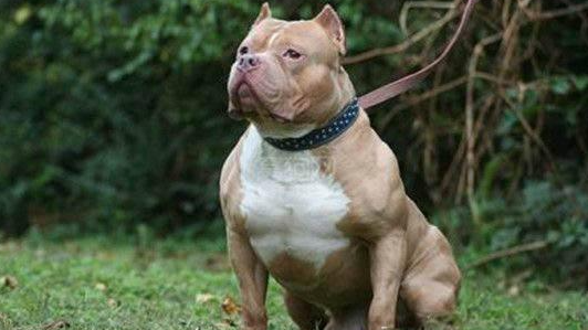 比特犬聞到煤氣泄漏，刨門求救，成了主人家的英雄。