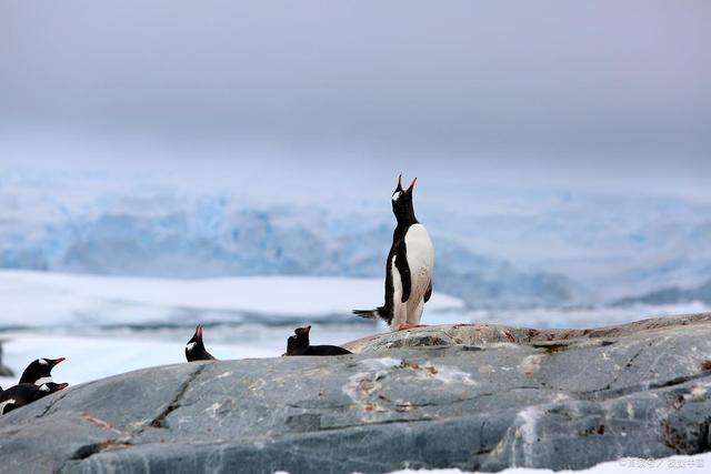 燃?xì)庠罴磳⒆叩奖M頭，電火灶將打破傳統(tǒng)燃?xì)馐袌?chǎng)。